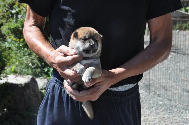 柴犬(標準サイズ)【滋賀県・女の子・2020年9月18日・赤】の写真1「10/15　撮影」