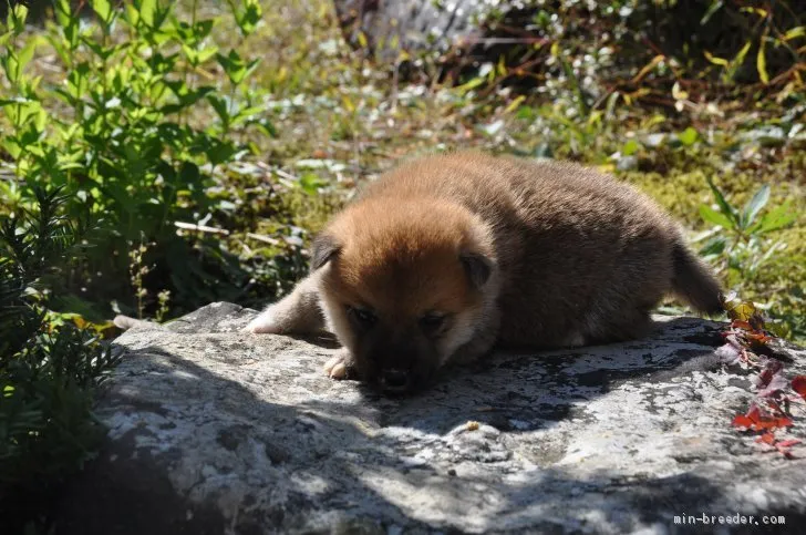 柴犬(標準サイズ)【滋賀県・女の子・2020年9月26日・きれいな赤】の写真1「11/2　撮影」