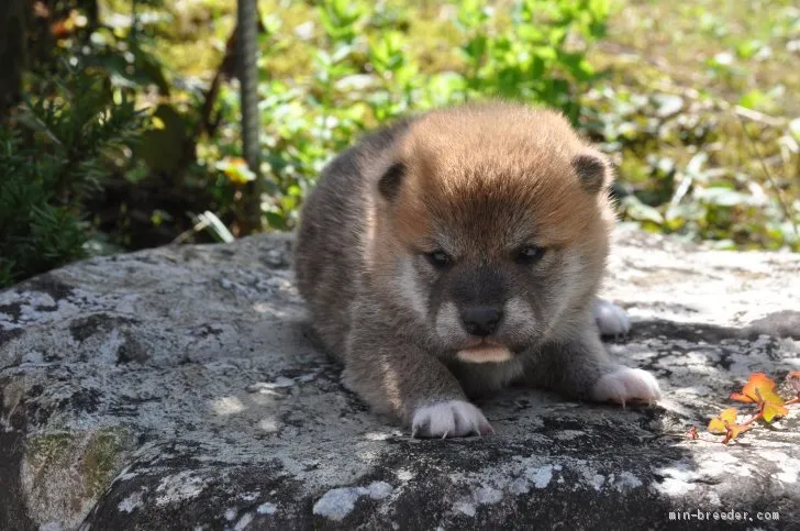 柴犬(標準サイズ)【滋賀県・女の子・2020年9月13日・きれいな赤】の写真1「10/6　撮影」