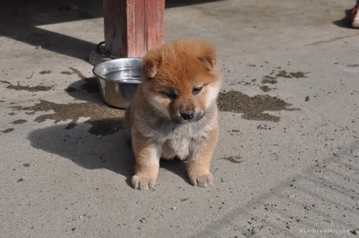 柴犬(標準サイズ)【滋賀県・男の子・2020年12月18日・きれいな赤】の写真1「1/17　撮影」