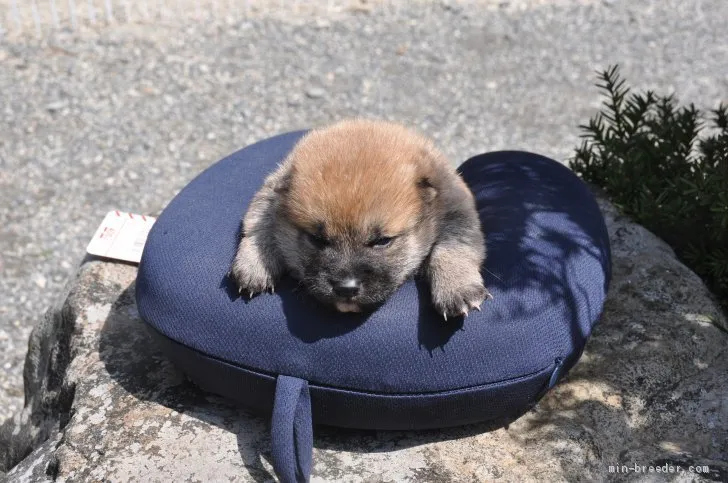 柴犬(標準サイズ)【滋賀県・男の子・2021年2月27日・きれいな赤】の写真1