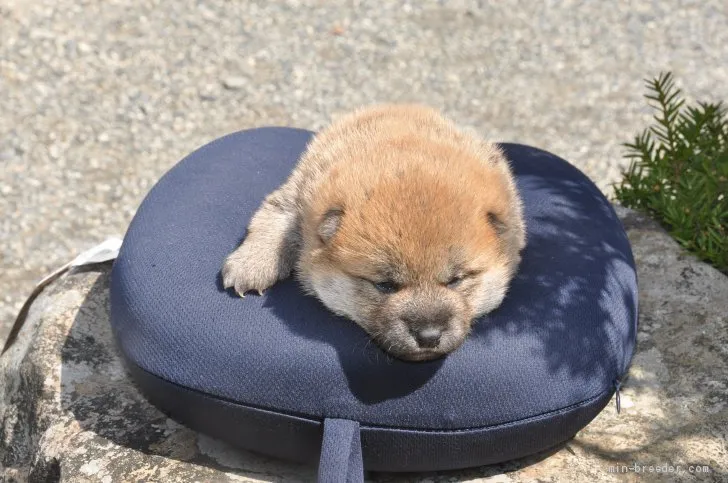 柴犬(標準サイズ)【滋賀県・女の子・2021年2月27日・きれいな赤】の写真1