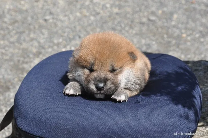 柴犬(標準サイズ)【滋賀県・男の子・2021年2月27日・きれいな赤】の写真1