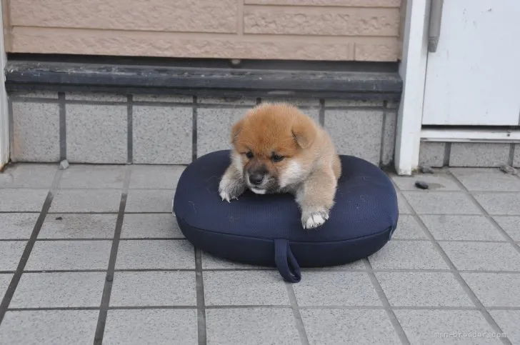 柴犬(標準サイズ)【滋賀県・男の子・2021年7月24日・きれいな赤】の写真1「8/30　撮影」