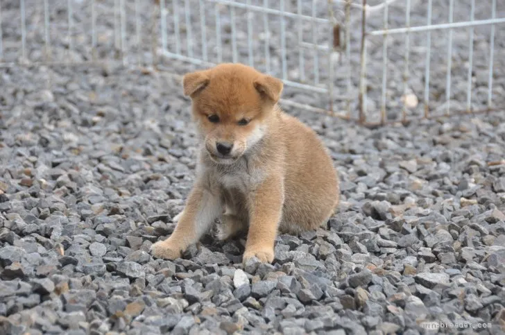 柴犬(標準サイズ)【滋賀県・男の子・2019年7月28日・きれいな赤】の写真1