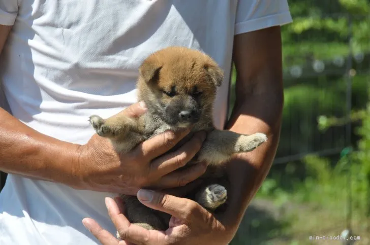 柴犬(標準サイズ)【滋賀県・男の子・2019年6月30日・濃い赤です】の写真1「8/10　撮影」