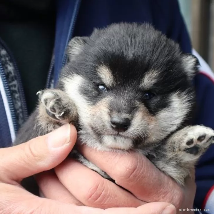 M.S 様のお迎えした子犬