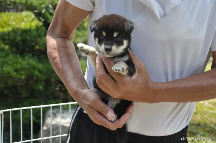 柴犬(標準サイズ)【滋賀県・女の子・2019年7月13日・黒】の写真1「8/21　撮影」