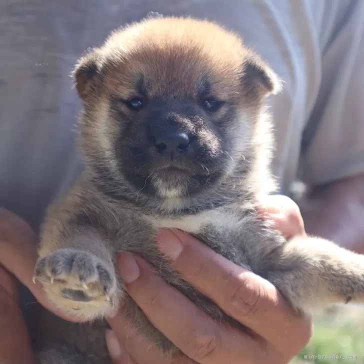 tac 様のお迎えした子犬