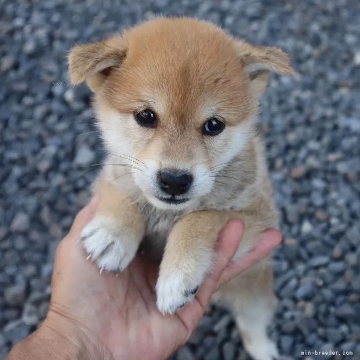 マサキ 様のお迎えした子犬