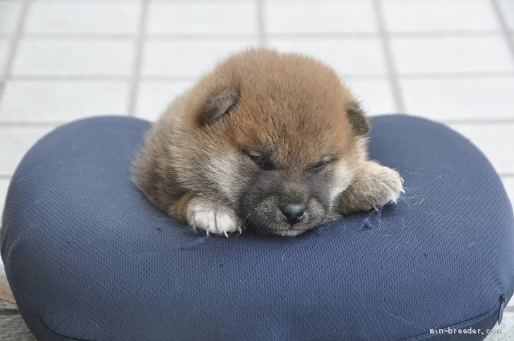 柴犬(標準サイズ)【滋賀県・女の子・2021年5月8日・きれいな赤】の写真1「6/8撮影」