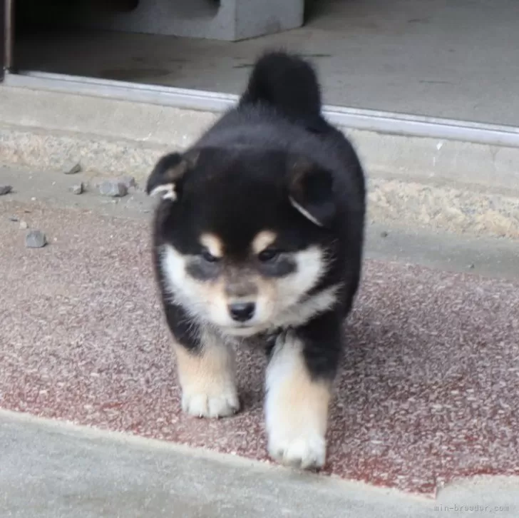 柴犬(標準サイズ)【滋賀県・女の子・2024年2月24日・黒】の写真1「体重は2㎏超えのぽっちゃりさんです。」