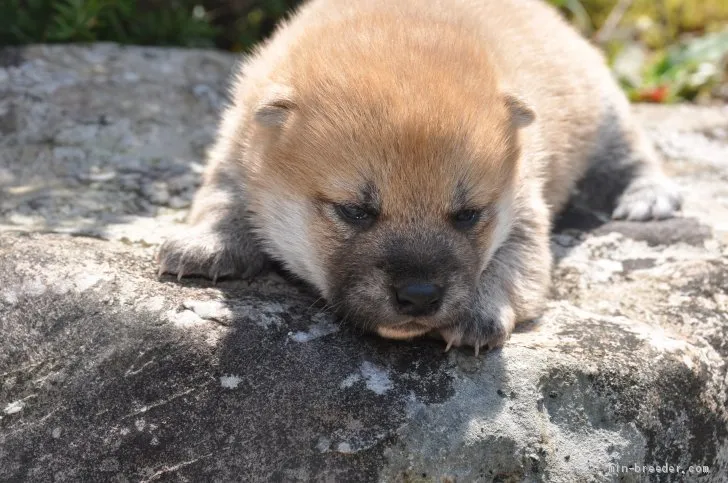 柴犬(標準サイズ)【滋賀県・男の子・2021年2月27日・きれいな赤】の写真1