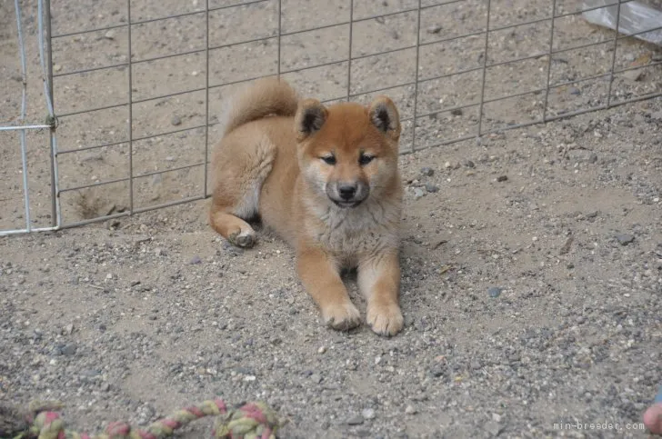 柴犬(標準サイズ)【滋賀県・女の子・2019年4月6日・きれいな赤】の写真1「6/23撮影」