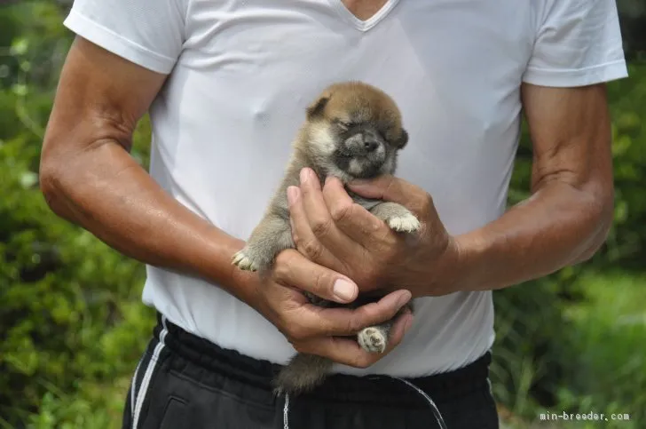 柴犬(標準サイズ)【滋賀県・女の子・2019年6月29日・濃い赤】の写真1「8/2　撮影」