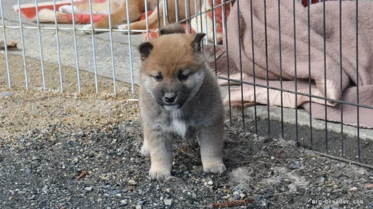 柴犬(標準サイズ)【滋賀県・男の子・2021年1月1日・濃い赤】の写真1「2/9　撮影」