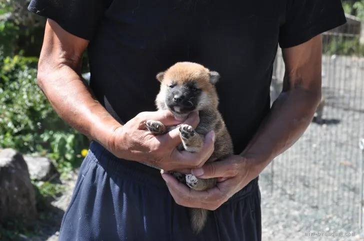 柴犬(標準サイズ)【滋賀県・女の子・2020年9月18日・赤】の写真1「10/15　撮影」