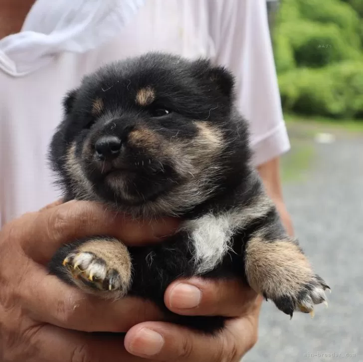 M.A 様のお迎えした子犬