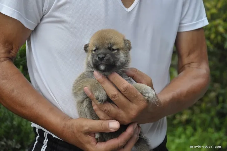 柴犬(標準サイズ)【滋賀県・男の子・2019年6月29日・濃い赤】の写真1「8/2　撮影」