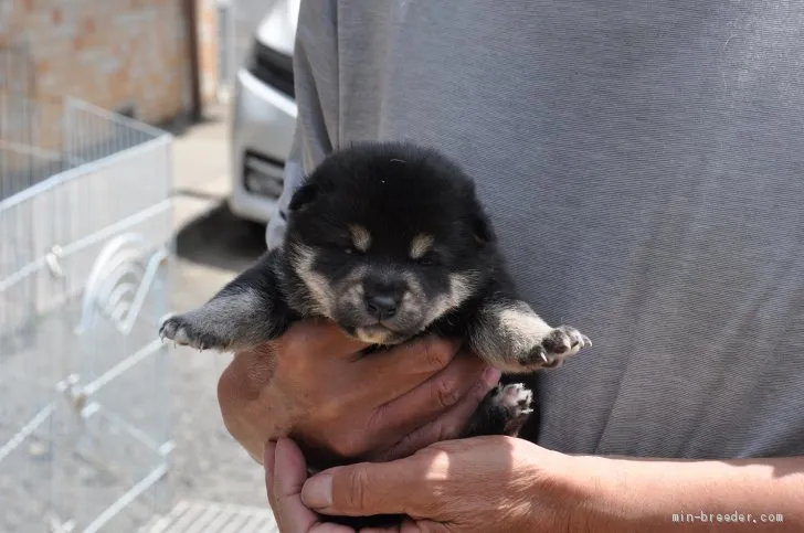 柴犬(標準サイズ)【滋賀県・女の子・2020年4月4日・黒】の写真1「5/2　撮影」