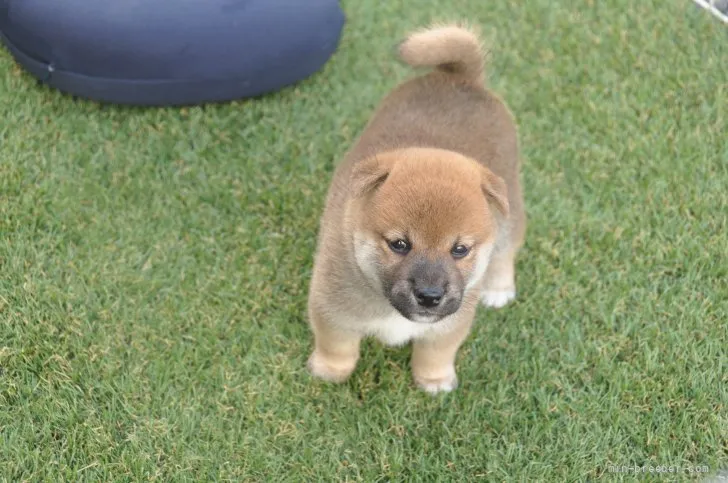 柴犬(標準サイズ)【滋賀県・男の子・2021年8月1日・濃い赤】の写真1「9/9撮影」