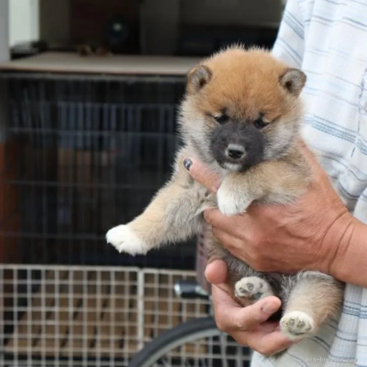 柴犬(標準サイズ)【滋賀県・男の子・2022年4月12日・きれいな赤】の写真1「5/25撮影」