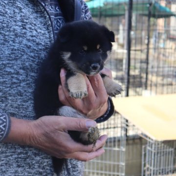 柴犬(豆柴)【滋賀県・男の子・2023年11月12日・黒】の写真「きれいな黒の元気な豆柴の男の子です。」