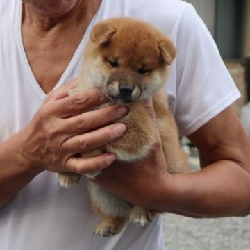 柴犬(豆柴)【滋賀県・男の子・2023年9月29日・赤】の写真「元気な赤豆柴の男の子です。」