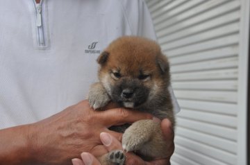 柴犬(標準サイズ)【滋賀県・女の子・2021年12月3日・きれいな赤】の写真「きれいな赤の元気な女の子です。」