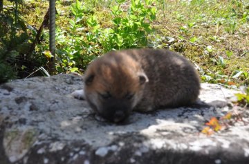 柴犬(標準サイズ)【滋賀県・女の子・2020年9月13日・濃い赤】の写真「元気な濃い赤の女の子です」