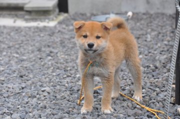 柴犬(標準サイズ)【滋賀県・男の子・2021年7月24日・きれいな赤】の写真「きれいな赤の元気な男の子です。」