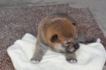 柴犬(豆柴)【滋賀県・男の子・2020年7月20日・濃い赤】の写真「元気な赤豆柴の男の子です。」