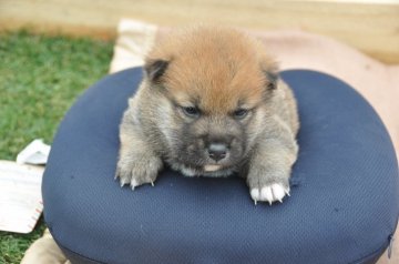 柴犬(豆柴)【滋賀県・男の子・2021年1月1日・きれいな赤】の写真「元気な赤豆柴の男の子です。」