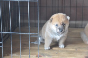 柴犬(標準サイズ)【滋賀県・女の子・2019年7月21日・きれいな赤】の写真「可愛いキュートな姫です」