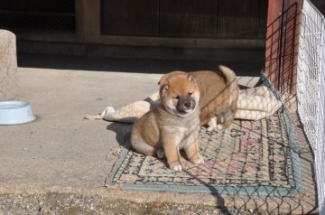 柴犬(標準サイズ)【滋賀県・男の子・2018年12月9日・きれいな赤です】の写真「両親とも良血統で　ショウも狙えます。元気な仔犬です」