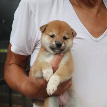 柴犬(豆柴)【滋賀県・女の子・2024年8月26日・きれいな赤】の写真「元気な赤豆柴の女の子です。」