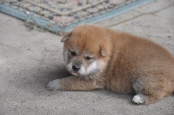 柴犬(標準サイズ)【滋賀県・女の子・2019年9月15日・赤】の写真「キュートなきれいな赤の女の子です」