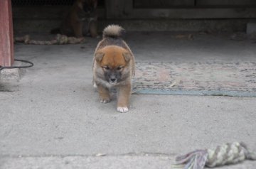 柴犬(標準サイズ)【滋賀県・女の子・2019年6月23日・濃い赤】の写真「元気いっぱいなおてんばさんです」