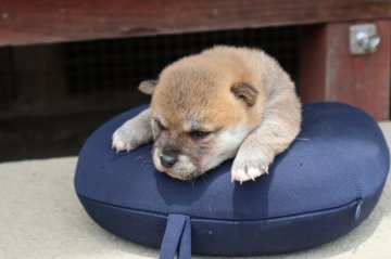 柴犬(標準サイズ)【滋賀県・女の子・2022年4月9日・赤】の写真「元気な濃い赤の女の子です」