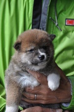 柴犬(標準サイズ)【滋賀県・女の子・2020年1月17日・濃い赤】の写真「可愛い美人さんです」