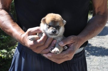 柴犬(標準サイズ)【滋賀県・女の子・2020年9月18日・赤】の写真「可愛い小ぶりな女の子です」