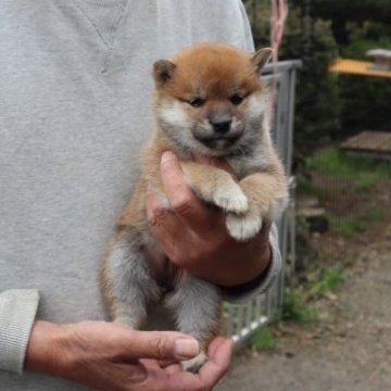 柴犬(豆柴)【滋賀県・女の子・2023年3月15日・きれいな赤】の写真「きれいな赤の元気な豆柴の女の子です。」