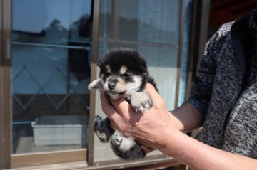 柴犬(標準サイズ)【滋賀県・男の子・2022年2月11日・黒】の写真「小ぶりな元気な男の子です。」