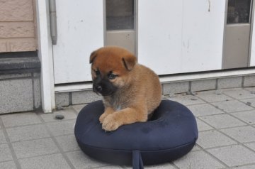 柴犬(標準サイズ)【滋賀県・男の子・2021年7月24日・きれいな赤】の写真「きれいな赤の元気な男の子です。」