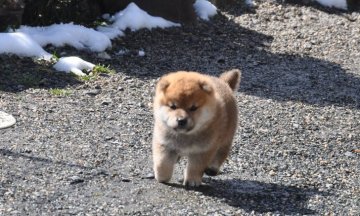 柴犬(豆柴)【滋賀県・男の子・2021年1月1日・きれいな赤】の写真「元気な赤豆柴の男の子です。」