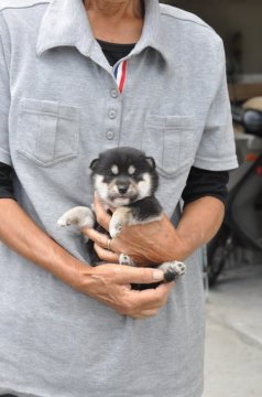 柴犬(豆柴)【滋賀県・女の子・2020年9月11日・黒】の写真「元気な黒豆柴です」