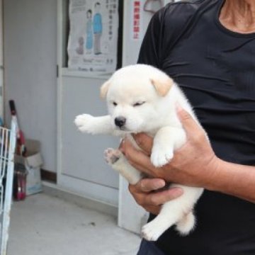 柴犬(標準サイズ)【滋賀県・男の子・2023年7月14日・白 真っ白ではありません】の写真「とてもきれいな白の子犬です。」