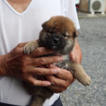 柴犬(標準サイズ)【滋賀県・男の子・2022年6月17日・濃い赤】の写真「元気な濃い赤の男の子です」