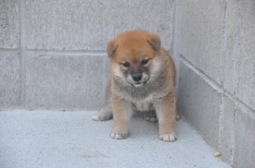 柴犬(標準サイズ)【滋賀県・男の子・2021年5月21日・きれいな赤】の写真「きれいな赤の元気な男の子です。」