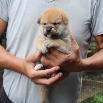 柴犬(標準サイズ)【滋賀県・男の子・2023年8月4日・きれいな赤】の写真「きれいな赤の元気な男の子です。」